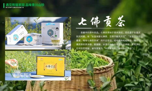 遇見熊貓家園,品味青川山珍